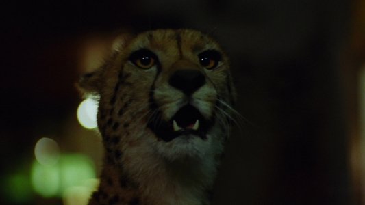 Wild Beasts - Belve feroci