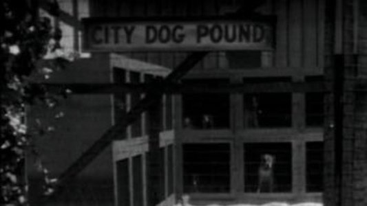 Dogs Is Dogs