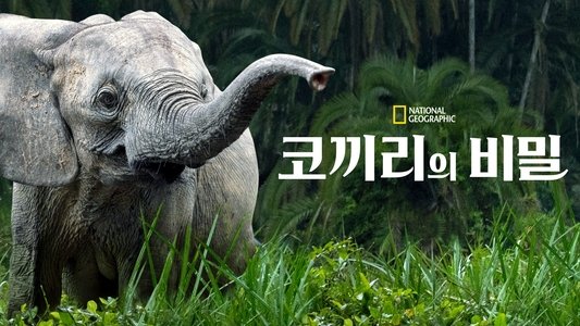 Secrets of the Elephants