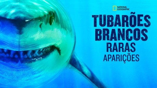 World's Biggest Great White?