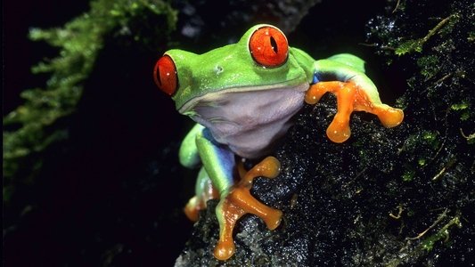 Life on Earth