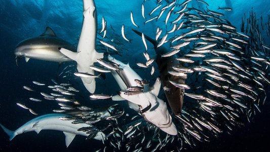 Great Shark Chow Down