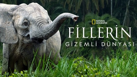 Secrets of the Elephants