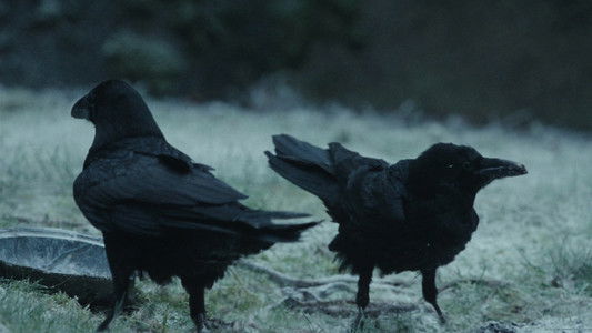 Den stygge stesøsteren