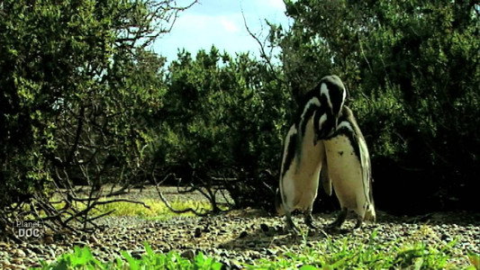 Wild Argentina
