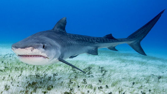 Sharks That Eat Everything