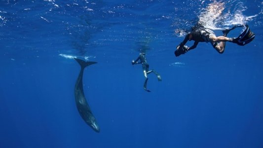 Patrick and the Whale