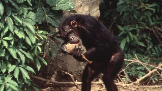 Lucy the Human Chimp