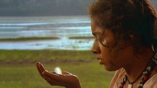 കാക്കോത്തിക്കാവിലെ അപ്പൂപ്പൻ താടികൾ