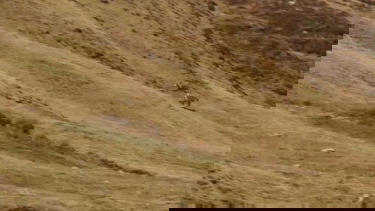 Salvajes, El Cuento Del Lobo