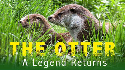 The Otter: A Legend Returns