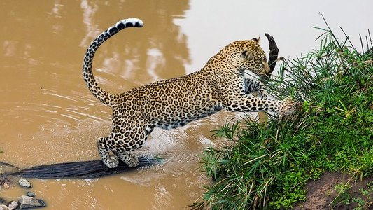 Die Leopardin