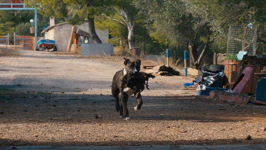 Κότα