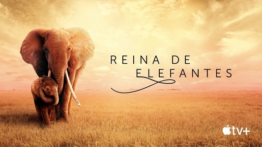 The Elephant Queen