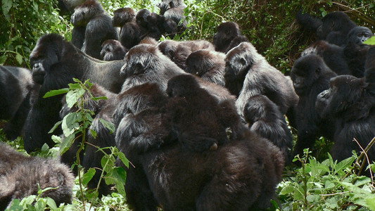 A Gorilla Story: Told by David Attenborough