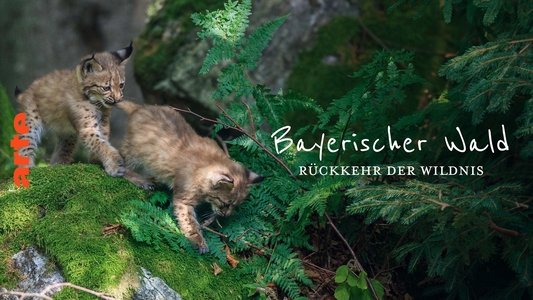 Der wilde Wald