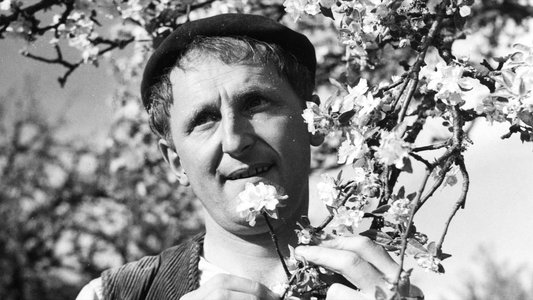 Le rosier de madame Husson