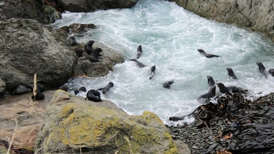 Fur Seals
