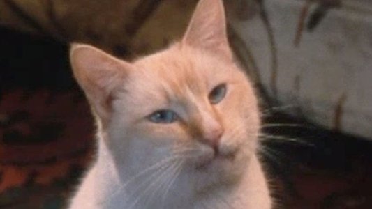 The Richest Cat in the World