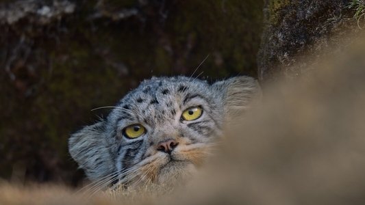 La Panthère des neiges