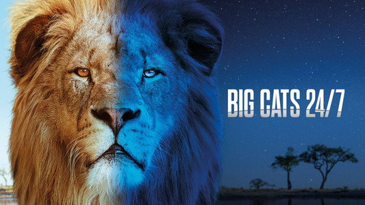 Big Cats 24/7