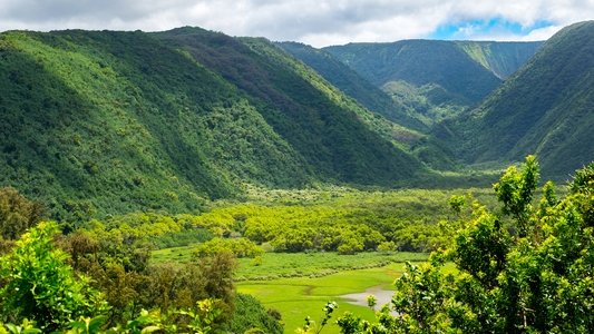 Wild Hawaii