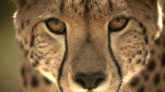 Serengeti Speed Queen