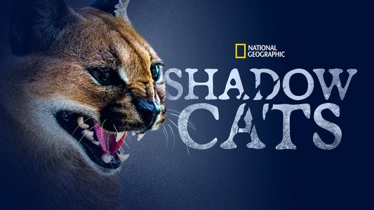 Shadow Cats