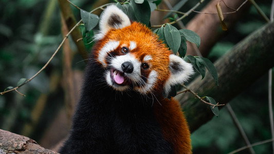 Wild Asia: Life at Extremes