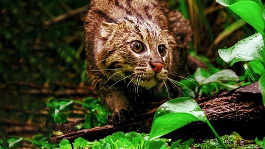 Thailand's Wild Cats