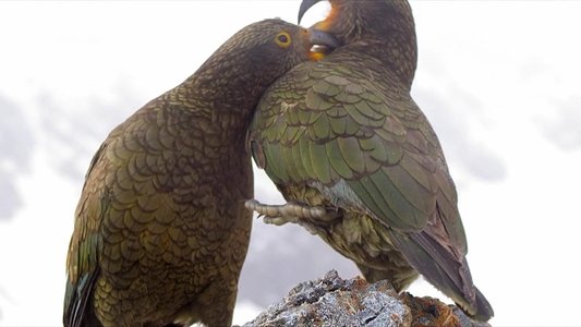 Heimliche Helden - Keas in Neuseeland