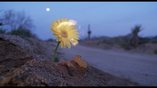 Raising Arizona