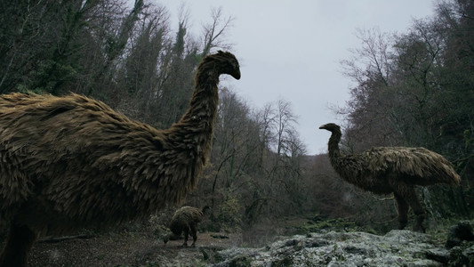 Le mystère des oiseaux géants