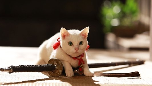 猫侍 南の島へ行く