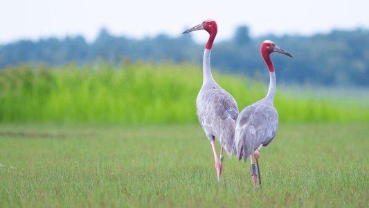 Thailand's Wild Side