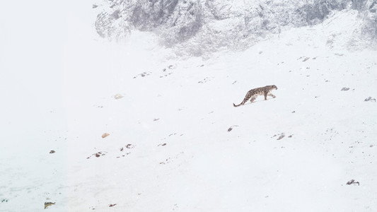 La Panthère des neiges