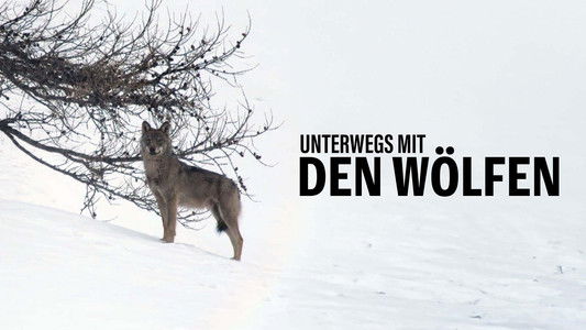 Marche avec les loups