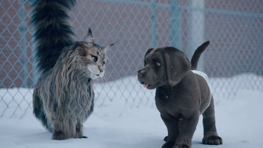 Chien et Chat