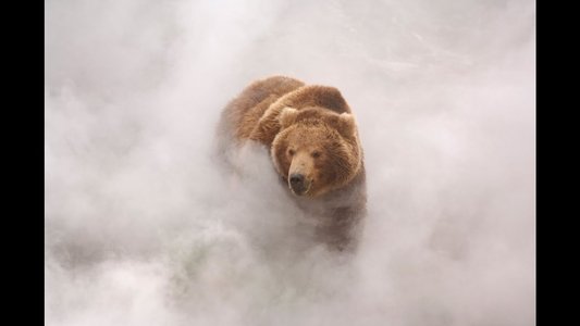 Terre des ours