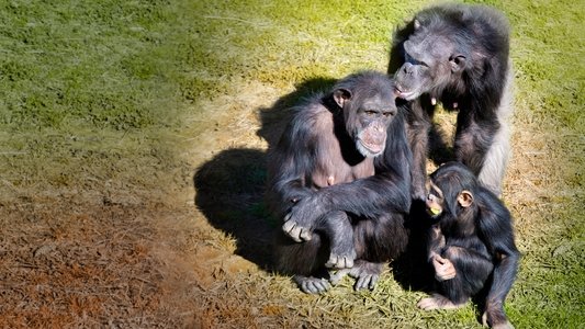 Meet the Chimps
