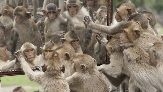 Monkey Planet