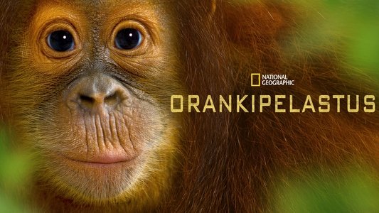 Operation Orangutan