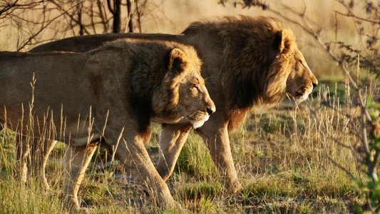Wild Botswana