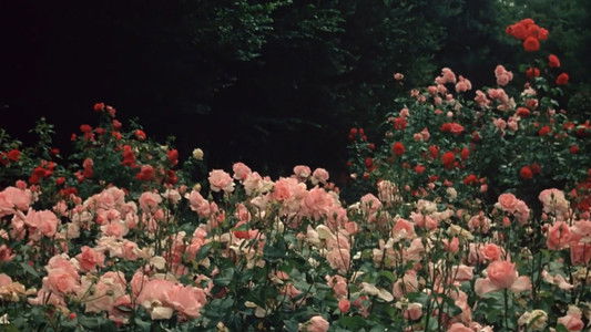 La Faute de l'abbé Mouret