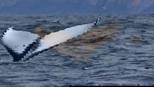 Britain's Whales and Sharks