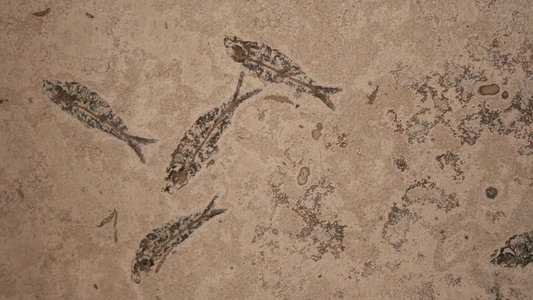 Lost Worlds, Vanished Lives
