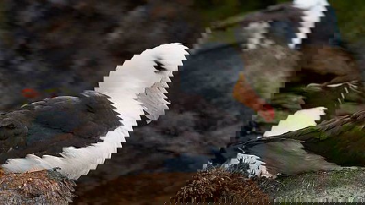 Albatros et gorfou, une fable australe