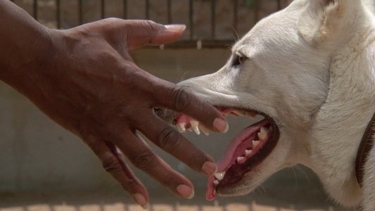 White Dog