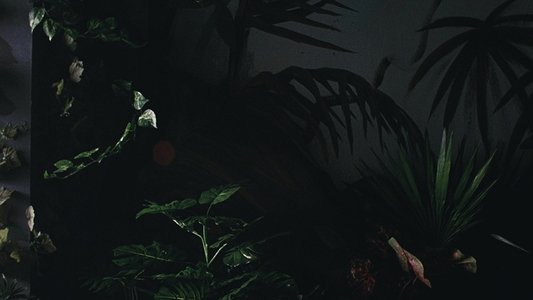 Exotica