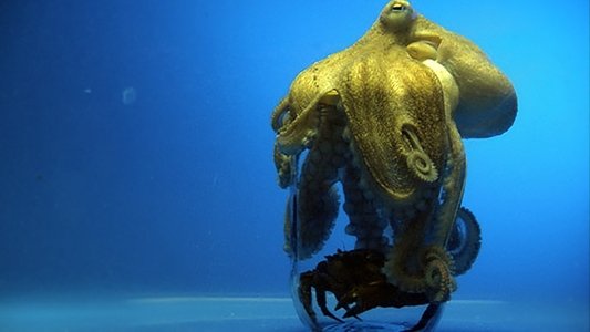 Aliens of the Deep Sea